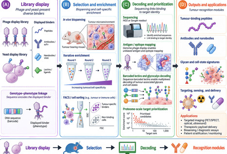 Microbes as a programmable toolbox for cancer diagnosis, monitoring, and theranostics | tin | RMH | Scoop.it