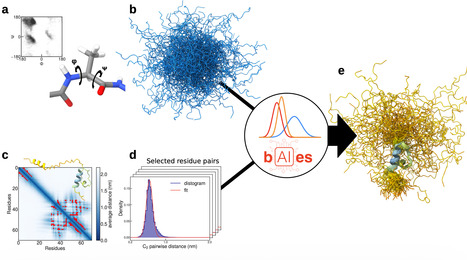 Atomic resolution ensembles of intrinsically disordered proteins with Alphafold | Ncm | RMH | Scoop.it