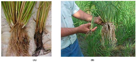 INDIA: System of Rice Intensification Practices Produce Rice Plants Phenotypically and Physiologically Superior to Conventional Practice? | SRI Global News: June - October 2023 **sririce.org -- System of Rice Intensification | Scoop.it