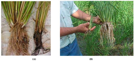 INDIA: System of Rice Intensification Practices Produce Rice Plants Phenotypically and Physiologically Superior to Conventional Practice? | SRI Global News ++ March - May 2025    System of Rice Intensification (SRI) | Scoop.it