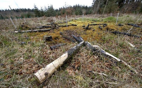 News: Linda McCartney memorial wood is destroyed by disease | Plants and Microbes | Scoop.it