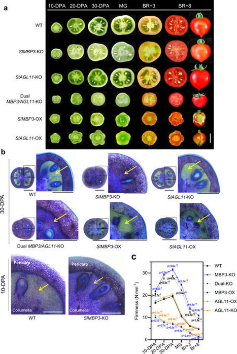 [INP-GBF] Interaction of two MADS-box genes leads to growth phenotype divergence of all-flesh type of tomatoes | Publications scientifiques | Scoop.it