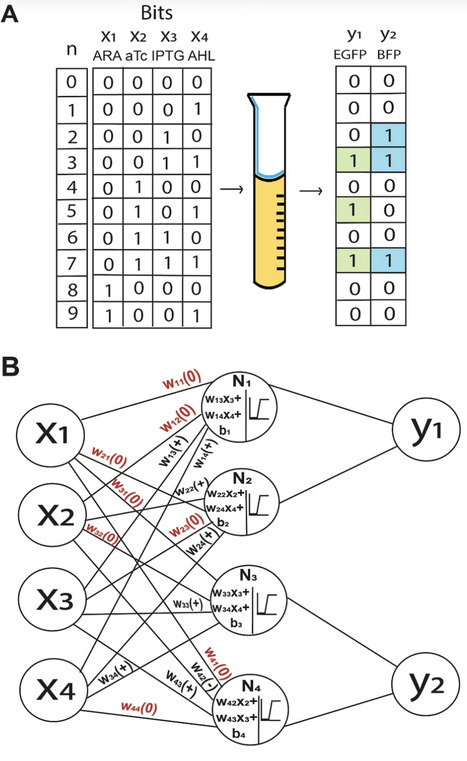 An Engineered Multicellular Bacterial Network for Simultaneously Answering Multiple Computational Decision Problems | bab | RMH | Scoop.it