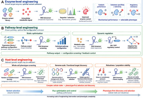 RNA-Based Biosensors in Microbial Cell Factory Engineering: A Hierarchical Framework From Enzyme to Host-Level Engineering | RMH | Scoop.it