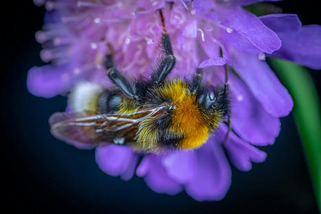 Nectar, Nectaire, Nectarius, Nectaria | Name News | Scoop.it