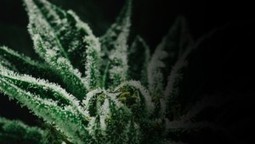 Gupta: 'I am doubling down' on medical marijuana | Beckley News : Cannabis - Marijuana | Scoop.it