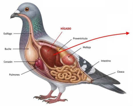Las palomas perciben el campo magn&eacute;tico terrestre en su h&iacute;gado | Ciencia-F&iacute;sica | Scoop.it