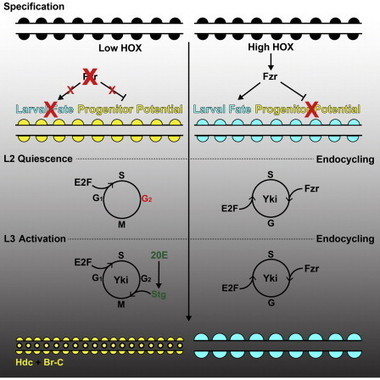 Specification of Differentiated Adult Progenitors via Inhibition of Endocycle Entry in the Drosophila Trachea - Cell Reports | Genetics - GEG Tech top picks | Scoop.it