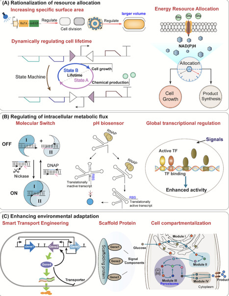 Engineering microbial carbon metabolism for sustainable resource utilization | BAdv | RMH | Scoop.it