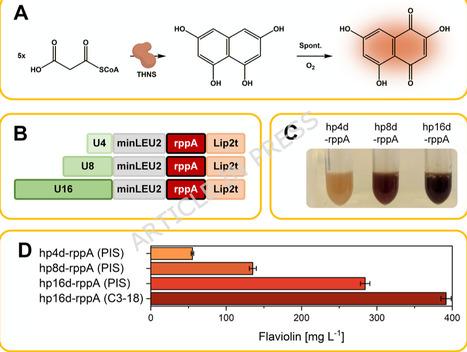 Defined YNB-free mineral medium improves reproducibility and enables high-titer production in Yarrowia lipolytica | Mcf | RMH | Scoop.it