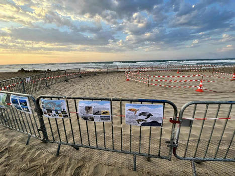 Une saison exceptionnelle de pontes pour les tortues caouannes en Méditerranée | Biodiversité | Scoop.it