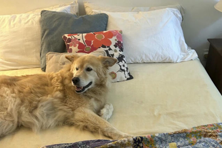 Should you let pets sleep next to you? (Does it even matter what the experts say?) | The Health Report | Scoop.it
