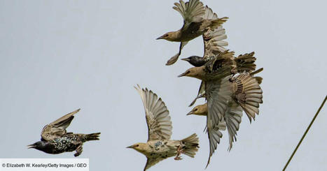 Combien y a-t-il d'oiseaux sur Terre ? Une étude répond | Histoires Naturelles | Scoop.it