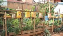 Madagascar: l'agriculture urbaine pour nourrir les habitants d'Antananarivo ? - Biodiv'ille | ESPACES VEGETALISES URBAINS | Scoop.it