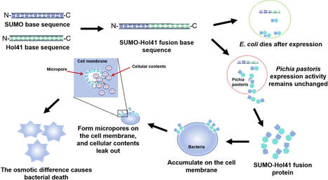 Overcoming prokaryotic toxicity: a SUMO-fused secretory platform in Komagataella phaffii for high-yield production of phage holin Hol41 | Mcf | RMH | Scoop.it