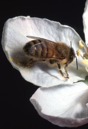 Genetically Engineered Crops - The Pesticide Equation - Union of Concerned Scientists | BIODIVERSITY IS LIFE  &ndash; | Scoop.it