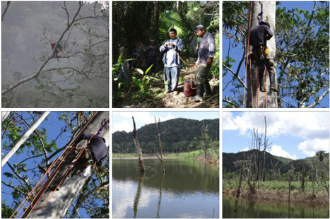 Scarlet Macaw Health Checks | Cayo Scoop!  The Ecology of Cayo Culture | Scoop.it