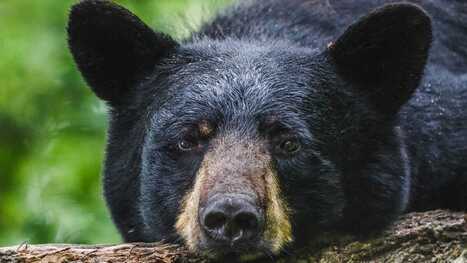 Black bear sightings in Hudson Valley, how to handle an encounter | Industry 411 - Waste Management | Scoop.it