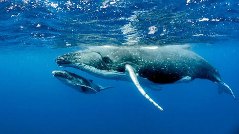 OCEANS : l'impact invisible du conflit sur les baleines du d&eacute;troit d'Ormuz | DURABILITES | Scoop.it