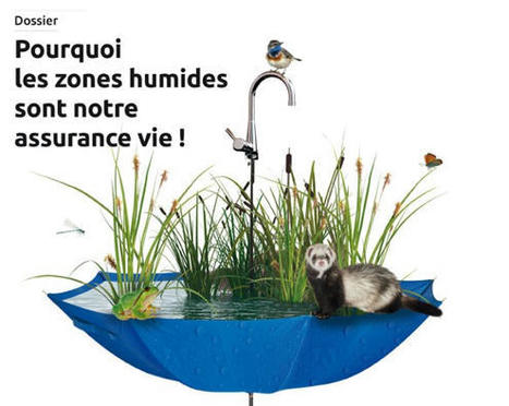 Pourquoi les zones humides sont notre assurance vie ! Parution du magazine Sauvons l'eau ! d'avril | Biodiversit&eacute; | Scoop.it