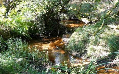 Moustey. Balade scientifique sur la biodiversité  | Landes | Scoop.it