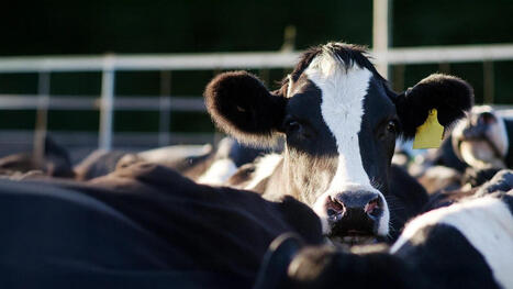 CHINA-NETHERLANDS: Strengthen ties in dairy sector | EUROPES | Scoop.it