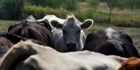 'Chaos!' Cattle ranchers melt down over Trump's plan that could 'decimate' American beef - Raw Story | Backstabber Watch | Scoop.it