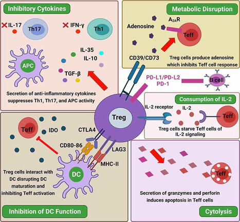John Gordon on LinkedIn: #autoimmunity #tregs #immunology #autoimmunediseases #drugdiscovery #cro | 10 comments | AUTOIMMUNITY | Scoop.it