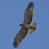 Les oiseaux au gré du vent