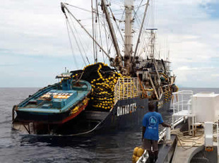 Overfishing of western Pacific bigeye tuna continues | OUR OCEANS NEED US | Scoop.it