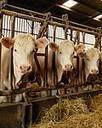 AGRILIANET - Le portail régional de l'agriculture et de l'agroalimentaire des Pays de la Loire - CRAPL | SCIENCES DE L' ANIMAL | Scoop.it