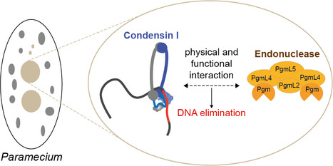 Programmed DNA Elimination in Paramecium: towards the third dimension | I2BC Paris-Saclay | Scoop.it