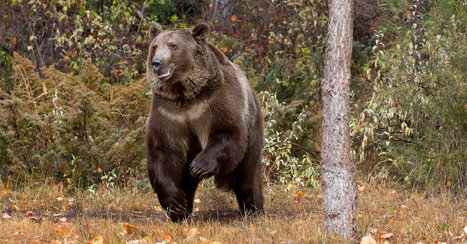 Grizzly Bear Death Rates Are Climbing | Coastal Restoration | Scoop.it