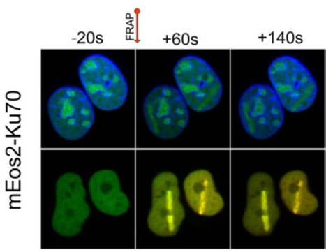Phospho-Ku70 induced by DNA damage interacts with RNA Pol II and promotes the formation of phospho-53BP1 foci to ensure optimal cNHEJ | I2BC Paris-Saclay | Scoop.it