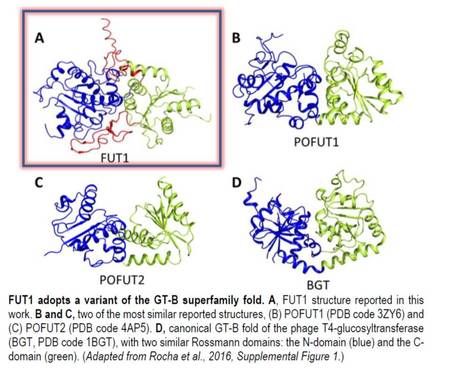 Another Step Closer to Understanding Plant Cell Wall Biosynthesis: The Crystal Structure of FUCOSYLTRANSFERASE 1 | The Plant Cell | Scoop.it