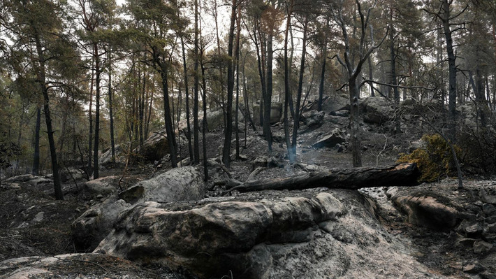 "Plus de 200 000 euros mobilis&eacute;s" en 24 heures par la Fondation du Patrimoine pour les incendies en for&ecirc;t de Fontainebleau &ndash; | D&eacute;couvrir, se former et faire | Scoop.it
