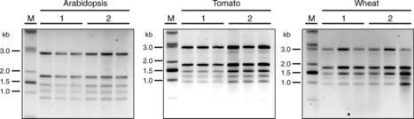 BMC Research Notes: Broad application of a simple and affordable protocol for isolating plant RNA (2015) | Publications from The Sainsbury Laboratory | Scoop.it