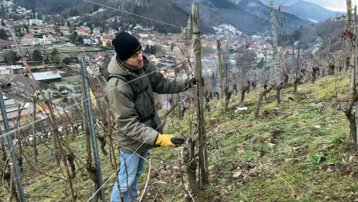 Haut-Rhin: une revue britannique classe le Rangen parmi les 12 plus grands vignobles du monde | Th&eacute;matique Gastronomie et Oeno | Scoop.it