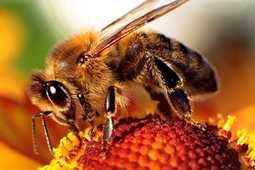 Bee Die-off Worsening - GMO Seeds/Pesticides Sneaked Into Consumer Markets - UNLABELLED | YOUR FOOD, YOUR ENVIRONMENT, YOUR HEALTH: #Biotech #GMOs #Pesticides #Chemicals #FactoryFarms #CAFOs #BigFood | Scoop.it