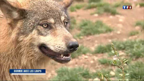 Ils dorment avec les loups ! - Vidéo replay du journal televise : Le journal de 20h - TF1 | Loup | Scoop.it