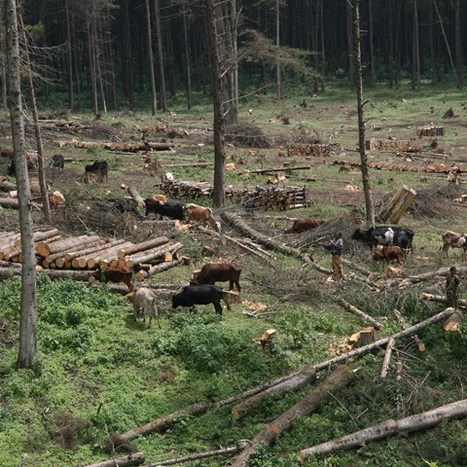 ForGEDI MOOC - Pioneering Online Course Advances Gender Equality, Diversity, and Inclusion in Forestry | TheCircularEconomy.com | Scoop.it