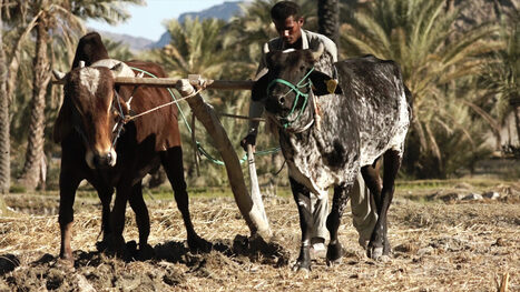 IRAN: A looming threat to food security and rural livelihoods | ASIES | Scoop.it