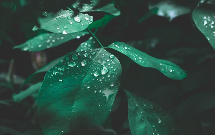 5 ways to use nature to heal yourself | The Health Report | Scoop.it