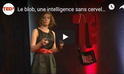 &Agrave; la rencontre du&nbsp;blob, cette&nbsp;&eacute;tonnante cr&eacute;ature unicellulaire | EntomoScience | Scoop.it