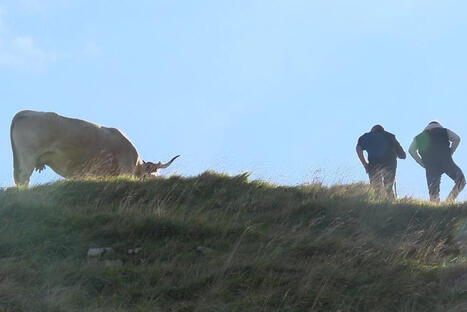 Pastoralisme, biodiversit&eacute;, pr&eacute;dation : le d&eacute;fi du futur parc naturel r&eacute;gional de la montagne basque | Territoires, transitions et innovations | Scoop.it