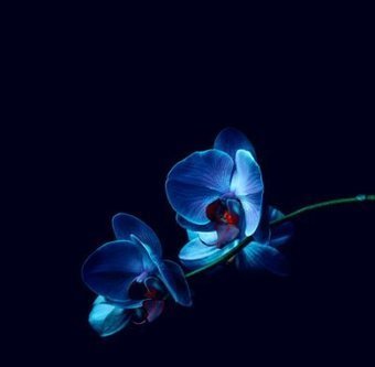 Les nouvelles r&egrave;gles sur l&rsquo;utilisation de la biodiversit&eacute; en R&D au crible de l&rsquo;Union for Ethical Bio Trade | Biodiversit&eacute; | Scoop.it