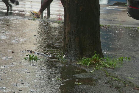 Lyon expérimente "les arbres de pluie", une solution vieille comme le monde pour éviter les inondations en ville | Plusieurs idées pour la gestion d'une ville comme Namur | Scoop.it