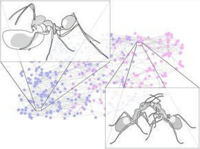En échangeant leur liquide trophallactique de bouche à bouche, les fourmis créent un métabolisme à l'échelle de la colonie, montre une étude publiée dans eLife | EntomoNews | Scoop.it