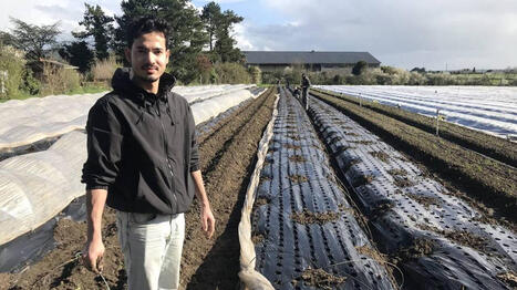 &laquo;&nbsp;L&rsquo;alimentation part en vrille&nbsp;&raquo;&thinsp;: face &agrave; la malbouffe, ces habitants de quartier populaire s&rsquo;improvisent agriculteurs | L'actualit&eacute; des quartiers politique de la ville de Bretagne et Pays de la Loire | Scoop.it