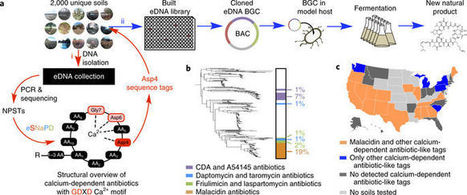 Culture-independent discovery of the malacidins as calcium-dependent antibiotics with activity against multidrug-resistant Gram-positive pathogens | Natural Products Chemistry Breaking News | Scoop.it